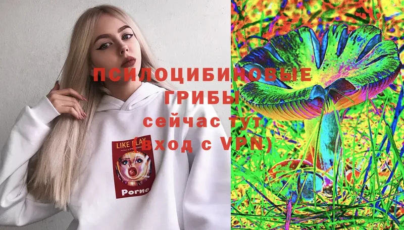 Псилоцибиновые грибы Psilocybe  Новый Уренгой 